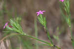 Deptford pink